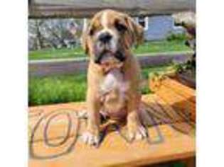 Olde English Bulldogge Puppy for sale in Franklin, IN, USA