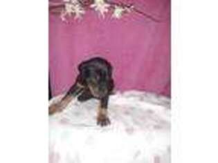 Doberman Pinscher Puppy for sale in New Haven, IN, USA