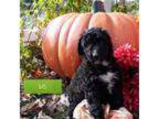 Labradoodle Puppy for sale in Wadesville, IN, USA