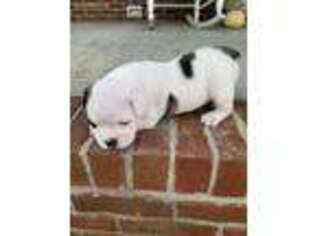 Olde English Bulldogge Puppy for sale in Fayetteville, TN, USA