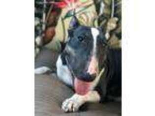 Bull Terrier Puppy for sale in Brooksville, FL, USA