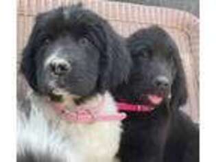 Newfoundland Puppy for sale in Payette, ID, USA