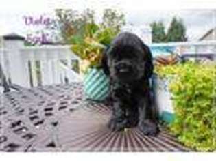 Cocker Spaniel Puppy for sale in Saint Charles, MO, USA