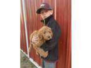 Goldendoodle Puppy for sale in Stewartville, MN, USA