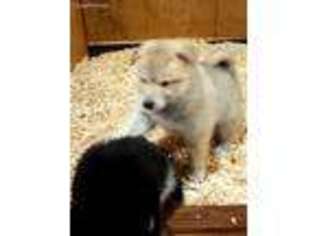 Alaskan Malamute Puppy for sale in Elizabethtown, PA, USA