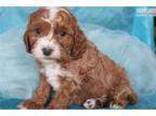 Cavapoo Puppy for sale in Greensboro, NC, USA