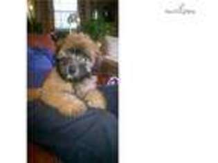Soft Coated Wheaten Terrier Puppy for sale in Greensboro, NC, USA