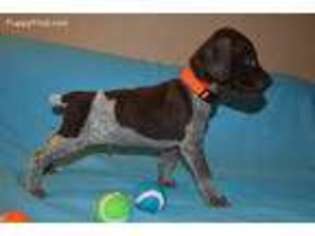 German Shorthaired Pointer Puppy for sale in Ocklawaha, FL, USA