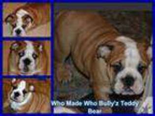 Bulldog Puppy for sale in BROOKTONDALE, NY, USA