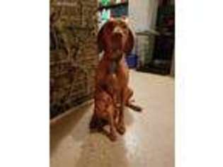 Vizsla Puppy for sale in Red Lion, PA, USA