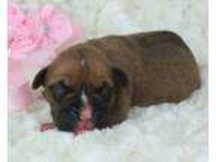 Boxer Puppy for sale in Dublin, TX, USA