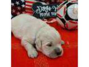 Golden Retriever Puppy for sale in Riverside, TX, USA