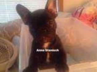 French Bulldog Puppy for sale in Jefferson, WI, USA