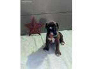 Boxer Puppy for sale in Arcola, IL, USA