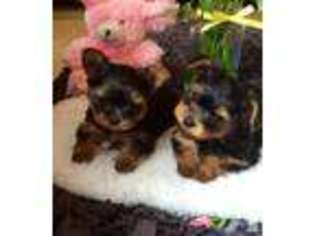 Yorkshire Terrier Puppy for sale in SUNNYVALE, CA, USA
