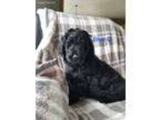 Goldendoodle Puppy for sale in Kewaskum, WI, USA