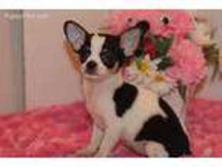 Chihuahua Puppy for sale in Glen Allen, VA, USA