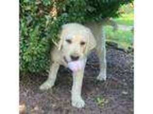 Labrador Retriever Puppy for sale in Denton, MD, USA
