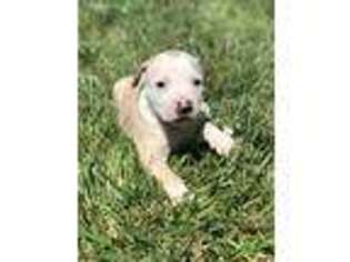 American Bulldog Puppy for sale in Bryans Road, MD, USA