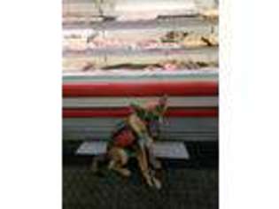 German Shepherd Dog Puppy for sale in Clarksville, TN, USA