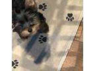 Yorkshire Terrier Puppy for sale in Cadiz, KY, USA