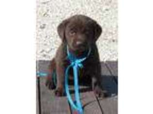 Labrador Retriever Puppy for sale in Saint Jo, TX, USA