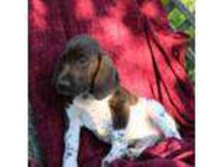 German Shorthaired Pointer Puppy for sale in Bethel, PA, USA