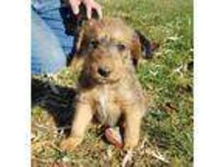 Airedale Terrier Puppy for sale in Pocatello, ID, USA