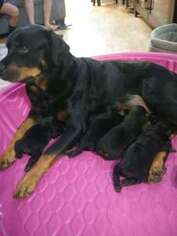 Rottweiler Puppy for sale in Eugene, OR, USA