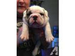 Bulldog Puppy for sale in ANDERSON, CA, USA
