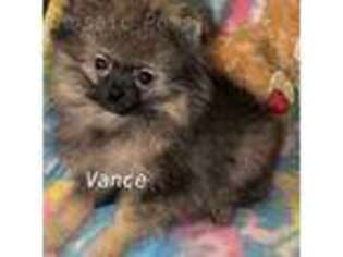 Pomeranian Puppy for sale in Leona, TX, USA