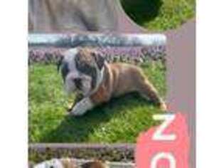 Bulldog Puppy for sale in Everton, MO, USA