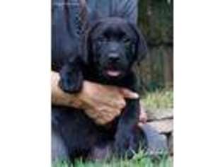 Labrador Retriever Puppy for sale in Greer, SC, USA