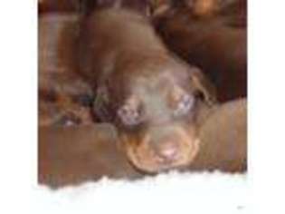 Doberman Pinscher Puppy for sale in CARVER, MA, USA