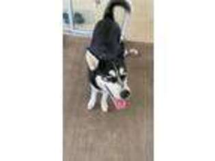 Siberian Husky Puppy for sale in North Port, FL, USA
