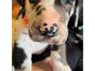 Great Dane Puppy for sale in Newark, OH, USA