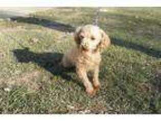 Mutt Puppy for sale in Lawton, IA, USA