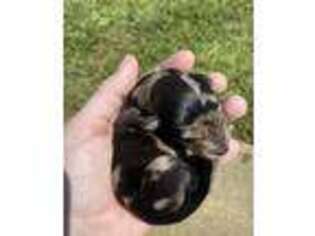 Dachshund Puppy for sale in Jewett, TX, USA