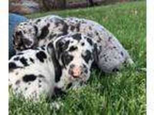 Great Dane Puppy for sale in Neenah, WI, USA