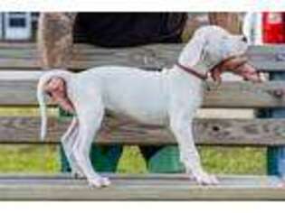 Dogo Argentino Puppy for sale in Pensacola, FL, USA