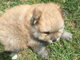Pomeranian Puppy for sale in Waxahachie, TX, USA