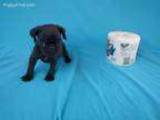 Pug Puppy for sale in Whittier, CA, USA