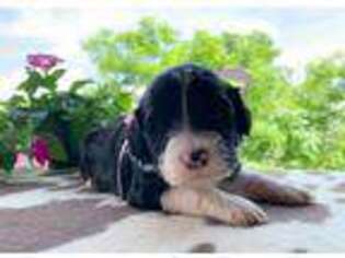 Portuguese Water Dog Puppy for sale in East Palestine, OH, USA