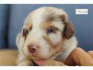Australian Shepherd Puppy for sale in San Antonio, TX, USA