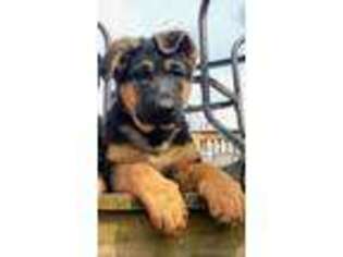 German Shepherd Dog Puppy for sale in Ashaway, RI, USA