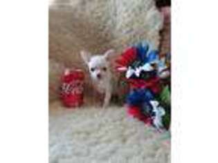 Chihuahua Puppy for sale in Kinards, SC, USA