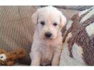 Schnoodle (Standard) Puppy for sale in Florence, AL, USA