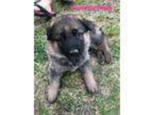 German Shepherd Dog Puppy for sale in Gillette, WY, USA