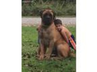 Mastiff Puppy for sale in Hickory, NC, USA