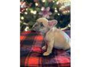 French Bulldog Puppy for sale in Broken Bow, OK, USA